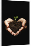 Seedling in Man's Hands by Anonymous