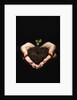 Seedling in Man's Hands by Anonymous