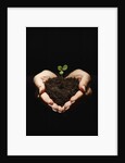 Seedling in Man's Hands by Anonymous