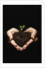Seedling in Man's Hands by Anonymous
