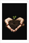 Seedling in Man's Hands by Anonymous