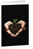 Seedling in Man's Hands by Anonymous