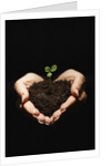 Seedling in Man's Hands by Anonymous