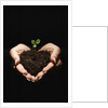 Seedling in Man's Hands by Anonymous