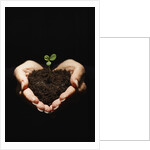 Seedling in Man's Hands by Anonymous