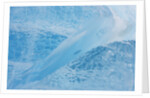 Neumayer Glacier on South Georgia Island by Anonymous