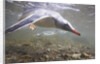 Gentoo Penguins Swimming on South Georgia Island by Anonymous