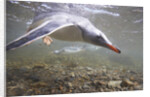 Gentoo Penguins Swimming on South Georgia Island by Anonymous