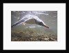 Gentoo Penguins Swimming on South Georgia Island by Anonymous