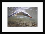 Gentoo Penguins Swimming on South Georgia Island by Anonymous