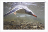 Gentoo Penguins Swimming on South Georgia Island by Anonymous