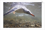 Gentoo Penguins Swimming on South Georgia Island by Anonymous