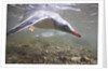 Gentoo Penguins Swimming on South Georgia Island by Anonymous