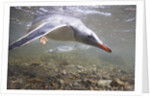 Gentoo Penguins Swimming on South Georgia Island by Anonymous