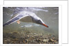 Gentoo Penguins Swimming on South Georgia Island by Anonymous