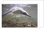 Gentoo Penguins Swimming on South Georgia Island by Anonymous