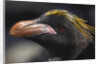 Macaroni Penguin on South Georgia Island by Anonymous