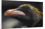 Macaroni Penguin on South Georgia Island by Anonymous