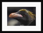 Macaroni Penguin on South Georgia Island by Anonymous