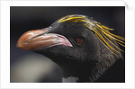 Macaroni Penguin on South Georgia Island by Anonymous