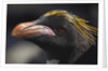 Macaroni Penguin on South Georgia Island by Anonymous