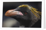 Macaroni Penguin on South Georgia Island by Anonymous