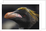 Macaroni Penguin on South Georgia Island by Anonymous