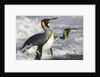King Penguins in Surf on South Georgia Island by Anonymous