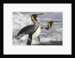King Penguins in Surf on South Georgia Island by Anonymous