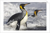 King Penguins in Surf on South Georgia Island by Anonymous