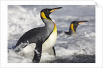 King Penguins in Surf on South Georgia Island by Anonymous