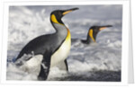 King Penguins in Surf on South Georgia Island by Anonymous