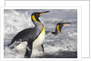 King Penguins in Surf on South Georgia Island by Anonymous