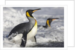 King Penguins in Surf on South Georgia Island by Anonymous