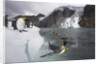 King Penguins on South Georgia Island by Anonymous