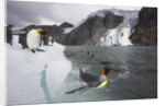 King Penguins on South Georgia Island by Anonymous