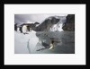 King Penguins on South Georgia Island by Anonymous