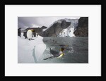 King Penguins on South Georgia Island by Anonymous