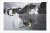 King Penguins on South Georgia Island by Anonymous
