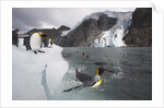King Penguins on South Georgia Island by Anonymous