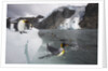 King Penguins on South Georgia Island by Anonymous