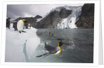 King Penguins on South Georgia Island by Anonymous