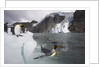 King Penguins on South Georgia Island by Anonymous