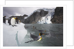 King Penguins on South Georgia Island by Anonymous