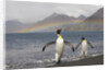 Rainbow and King Penguins on South Georgia Island by Anonymous