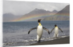 Rainbow and King Penguins on South Georgia Island by Anonymous