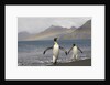 Rainbow and King Penguins on South Georgia Island by Anonymous
