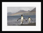 Rainbow and King Penguins on South Georgia Island by Anonymous