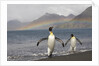 Rainbow and King Penguins on South Georgia Island by Anonymous