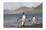 Rainbow and King Penguins on South Georgia Island by Anonymous